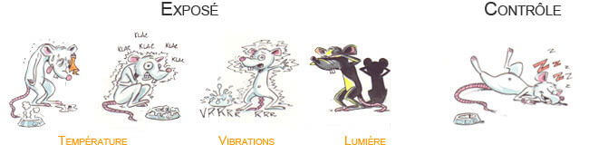 Etudes in vivo: Conditions identiques