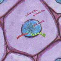 Effets des CEM sur les keratinocytes: Noyau ADN ARN