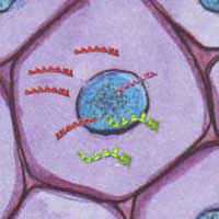 Effets des CEM sur les keratinocytes: Noyau ADN ARN