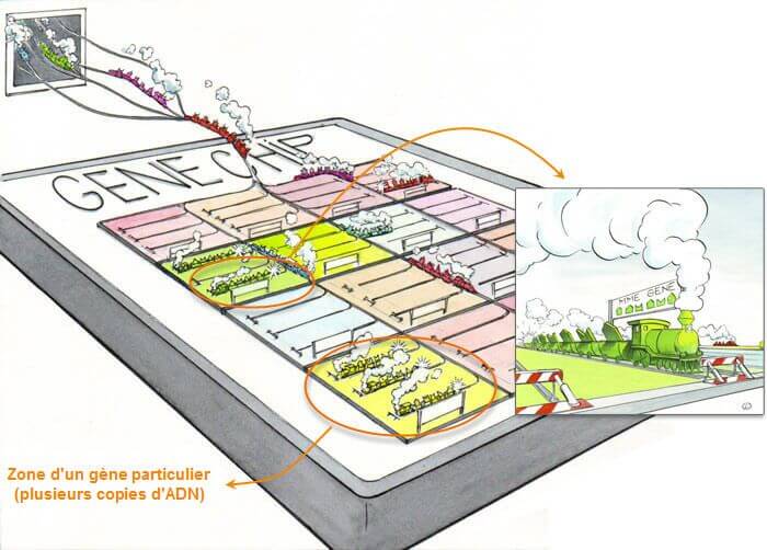 Effets des CEM sur les keratinocytes: gene chip