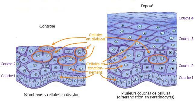 Effets des CEM sur les keratinocytes: observation