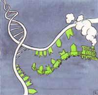 Effets des CEM sur les keratinocytes: Noyau ADN ARN