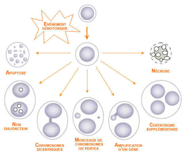 Etudes in vitro: test de cytome