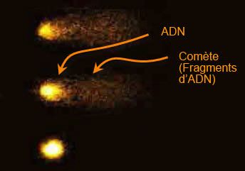 in vitro studies: comet assay